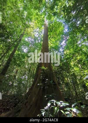 Looking up the trunk of a giant rainforest tree to the canopy. Fresh green tropical forest, jungle overhead view. Tall trees above the head, Gunung Pa Stock Photo