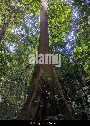 Looking up the trunk of a giant rainforest tree to the canopy. Fresh green tropical forest, jungle overhead view. Tall trees above the head, Gunung Pa Stock Photo