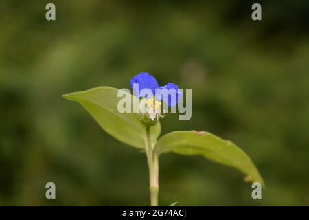 A closeup of an Asiatic dayflower in the blurred background Stock Photo