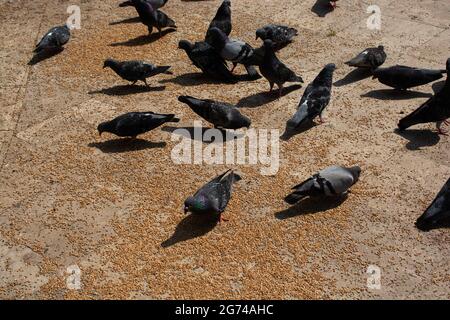 A group of pigeons eating seeds from the ground Stock Photo