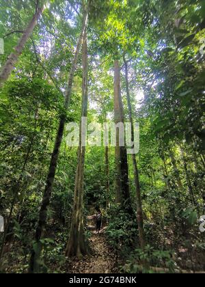 Traveler And Backpacker Trekking On Dense Foliage And Trees In Tropical Jungle Hiking Path In Deep Rain Forest Of Southeast Asia Gunung Panti Malay Stock Photo Alamy