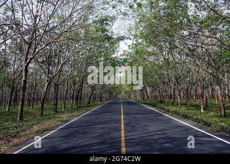 Empty road with trees on both side with sunlight shining through the branch make beautiful shadow on the road. Stock Photo