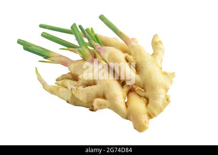 Isolated young ginger on white background. Fresh organic young ginger with green stalks. Stock Photo