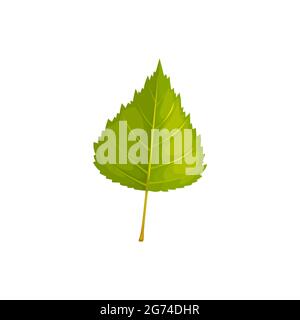 Leaf of birch tree, autumn and fall vector isolated leaf icon. Birch tree foliage, forest and plants leaves for nature autumn season Stock Vector