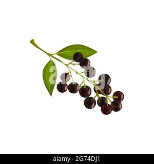 Bird cherry berries, autumn leaf and fall trees foliage, vector isolated icon. Bird cherry tree branch with leaves and ripe berries harvest, Thanksgiv Stock Vector