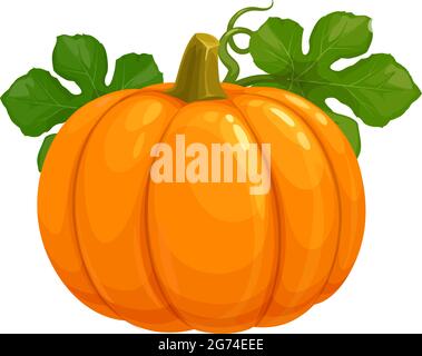 Pumpkin isolated vector icon on white background. Ripe raw orange plant with green leaves, vegetable harvest for Thanksgiving Day or Halloween symbol. Stock Vector