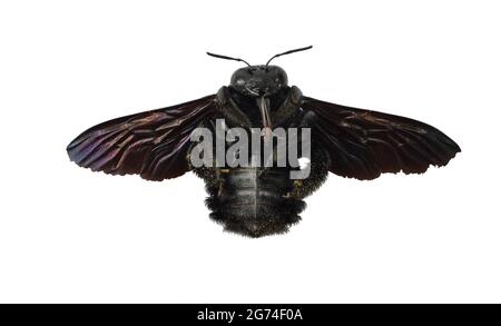 Black color bumble bee spreading its wings in flight, Yellow pollen on the body of  Indian bhanvra or violet carpenter bee, Tropical insects flying Stock Photo