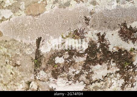 The texture of the bark of a beech tree, with small patches of moss and lichen. Stock Photo