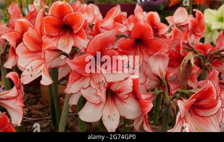 Full frame image of lots of orange and white amaryllis flowers 