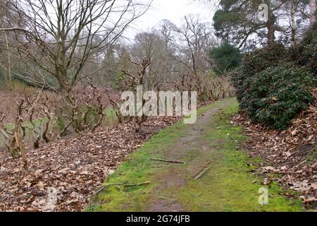 Grassy pathway leading through bushes and trees with no foliage in winter Stock Photo