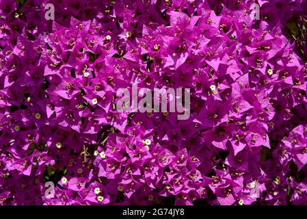 Background of red bougainvillea spectabilis flowers Stock Photo