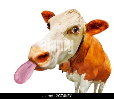 Funny head of the cow with stick out tongue Stock Photo