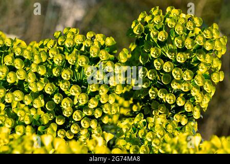 Closeup of Euphorbia characias in garden Stock Photo