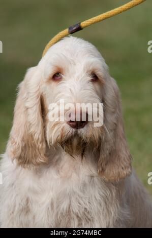 Spinone Italiano at a dog show in New York Stock Photo