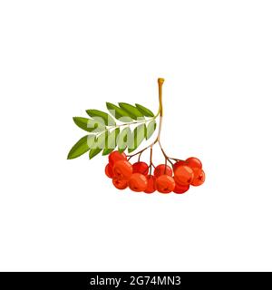 Rowan berries branch, autumn and fall rowanberry forest tree with leaves, vector isolated icon. Thanksgiving holiday and autumn season harvest of rowa Stock Vector