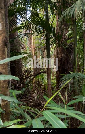 Dense, Green Understorey Of Lowland Subtropical Rainforest With Palms 