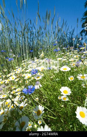 Field of rye and cornflowers and camomile on background of blue sky. Stock Photo