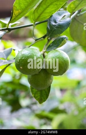 A bunch of green lime fruit growing on the tree inside of an agricultural farm Stock Photo
