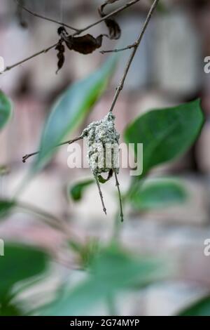 Insect builds a nest with the soil on a dead tree branch Stock Photo