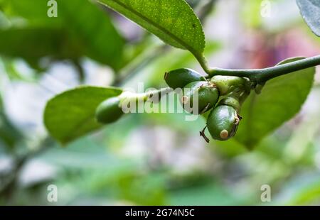 Young newborn lemons growing on the tree in the garden Stock Photo
