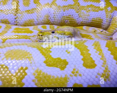 Closeup of the golden Python Stock Photo