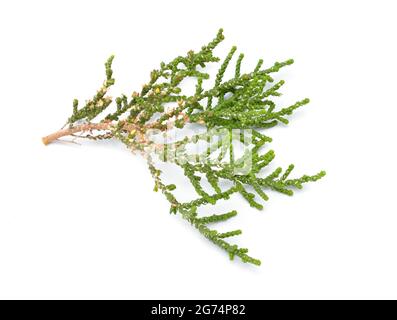 Chamaecyparis, common names cypress or false cypress isolated on white background. Stock Photo