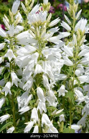 Campanula latifolia var macrantha Alba Broad leaved bellflower tall stiff stems carry pure white bell shaped flowers Stock Photo