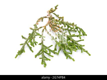 Chamaecyparis, common names cypress or false cypress isolated on white background. Stock Photo