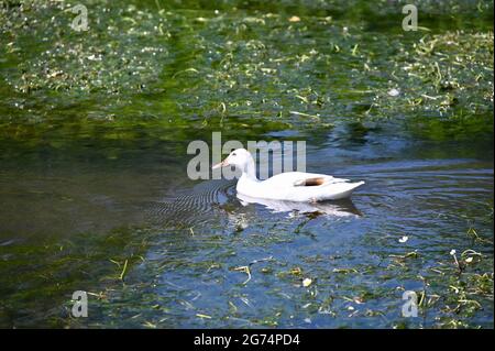 White Mallard Duck, Foots Cray Meadows, Sidcup, Kent. UK Stock Photo