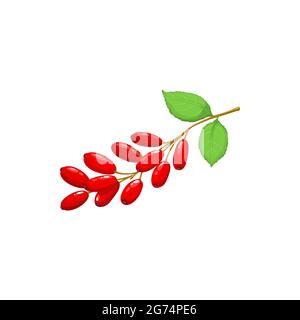 Barberry isolated branch of red berries, berberis and leaves realistic icon. Vector barberry berries fruits, food from farm garden and wild forest. Ba Stock Vector