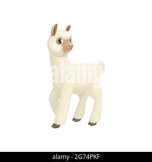 Lama camelid mammal with white wool, cute farm llama animal isolated flat cartoon icon. Vector alpaca, guanaco llama with furry face and ears, long ne Stock Vector