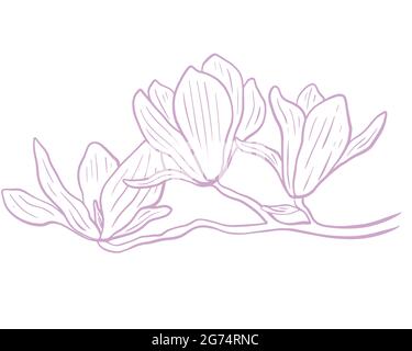 Magnolia flower minimalistic sketch, vector. Blooming of a delicate purple flower. Botanical illustration isolated branch of magnolia. Stock Vector