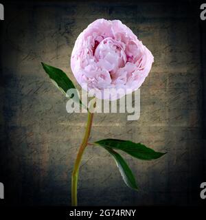 A beautiful solitary pale pink Peony (family Paeoniaceae) photographed a distressed background Stock Photo
