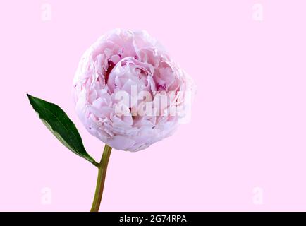 A beautiful solitary pale pink Peony (family Paeoniaceae) photographed a plain pink background Stock Photo