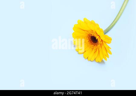 One yellow gerbera on a blue background Stock Photo