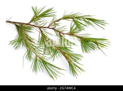 Cedrus or cedar isolated on white background. Stock Photo