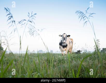 spotted cows in green grassy misty morning meadow between amsterdam and utrecht in the netherlands Stock Photo