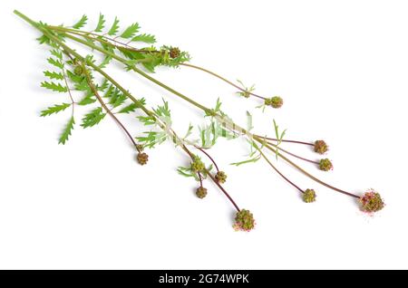 Sanguisorba officinalis, commonly known as great burnet. Isolated on white background. Stock Photo