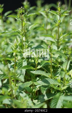 Peppermint, Mentha × piperita, also known as Mentha balsamea Wild is a hybrid mint, a cross between watermint and spearmint. Stock Photo