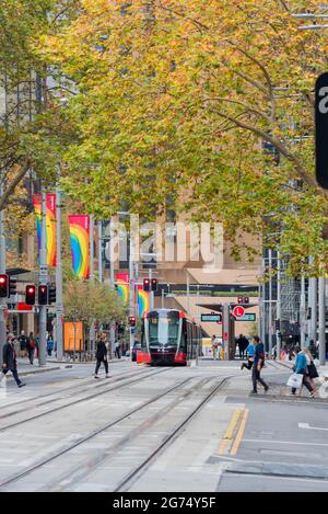 May 2021:Under a canopy of Autumn colour, one of Sydney City's light rail trams on George Street travelling between Randwick and Circular Quay Stock Photo