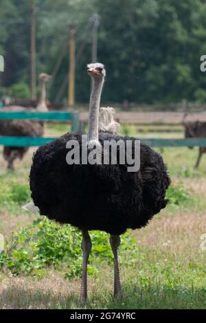 African ostrich standing behind fence on a farm Stock Photo