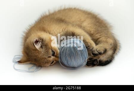 A British golden ticked kitten plays with a ball of blue threads on a white background. Stock Photo