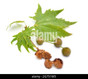 Platanus, planes or plane trees. Isolated on white background. Stock Photo