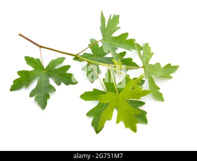 Platanus, planes or plane trees. Isolated on white background. Stock Photo