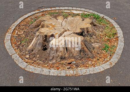 Cutted down big old tree stump in park Stock Photo