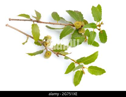 Quercus coccifera or kermes oak. Isolated on white background. Stock Photo