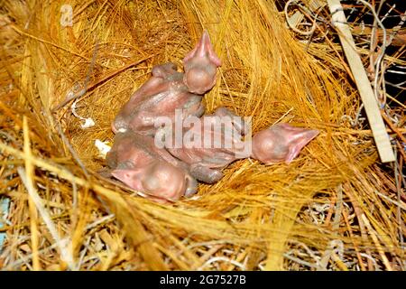 Three new born birds in the nest, selective focusing Stock Photo