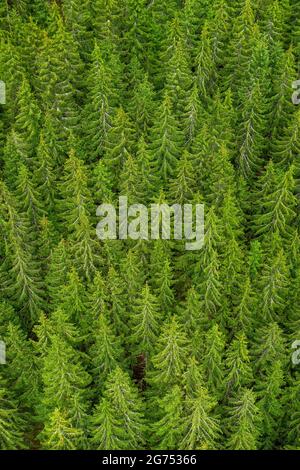Aerial view of the top of pine trees. Green fur tree background  Stock Photo