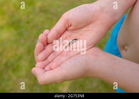 A frog tadpole with developed limbs held in a hand Stock Photo