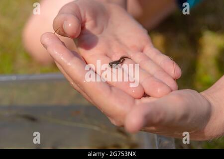 A frog tadpole with developed limbs held in a hand Stock Photo